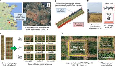 CropQuant-Air: an AI-powered system to enable phenotypic analysis of yield- and performance-related traits using wheat canopy imagery collected by low-cost drones